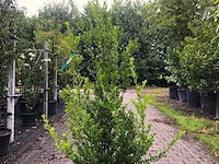 8x japanse hulst ilex 'green hedge', haagplant, wintergroen, ca. 125-175 cm hoog - afbeelding 1 van  1