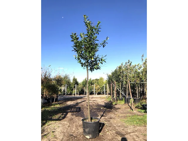 8x laurierkers prunus 'novita', leigeschikt, wintergroen, ca. 4 m hoog - afbeelding 1 van  2