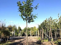 8x laurierkers prunus 'novita', leigeschikt, wintergroen, ca. 4 m hoog - afbeelding 1 van  2