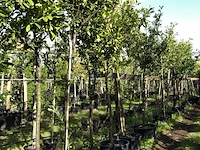 8x laurierkers prunus 'novita', leigeschikt, wintergroen, ca. 4 m hoog - afbeelding 2 van  2