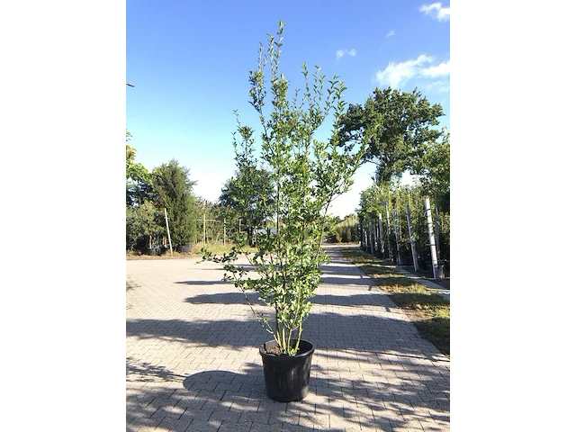 8x liguster ligustrum ovalifolium, haagplant, ca. 200-250 cm hoog - afbeelding 1 van  2