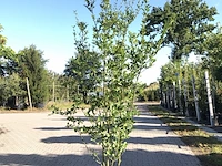 8x liguster ligustrum ovalifolium, haagplant, ca. 200-250 cm hoog - afbeelding 1 van  2