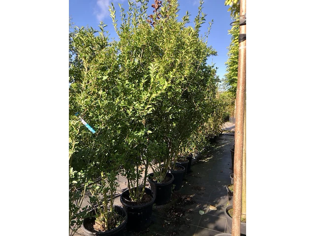 8x liguster ligustrum ovalifolium, haagplant, ca. 200-250 cm hoog - afbeelding 2 van  2