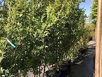 8x liguster ligustrum ovalifolium, haagplant, ca. 200-250 cm hoog - afbeelding 2 van  2
