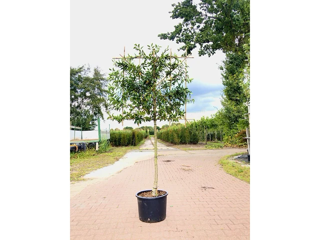 8x portugese laurier prunus 'angustifolia', leiboom, wintergroen, ca. 120 cm stamhoogte - afbeelding 1 van  3