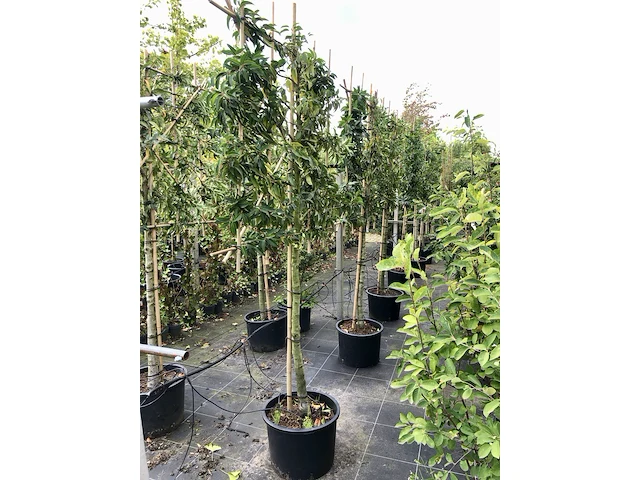 8x portugese laurier prunus 'angustifolia', leiboom, wintergroen, ca. 120 cm stamhoogte - afbeelding 2 van  3