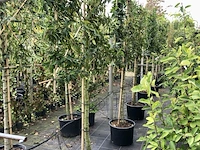 8x portugese laurier prunus 'angustifolia', leiboom, wintergroen, ca. 120 cm stamhoogte - afbeelding 2 van  3