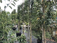8x portugese laurier prunus 'angustifolia', leiboom, wintergroen, ca. 120 cm stamhoogte - afbeelding 3 van  3