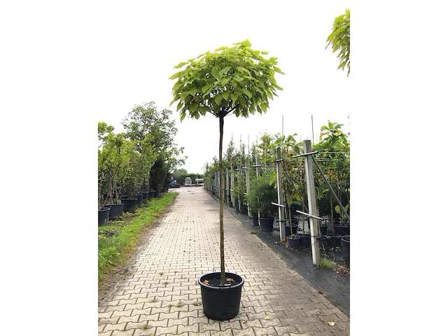 8x trompetboom catalpa 'nana', bolboom, ca. 200 cm stamhoogte - afbeelding 1 van  2