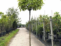 8x trompetboom catalpa 'nana', bolboom, ca. 200 cm stamhoogte - afbeelding 1 van  2