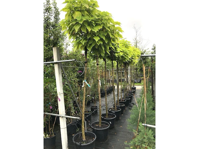 8x trompetboom catalpa 'nana', bolboom, ca. 200 cm stamhoogte - afbeelding 2 van  2