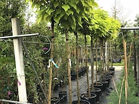 8x trompetboom catalpa 'nana', bolboom, ca. 200 cm stamhoogte - afbeelding 2 van  2