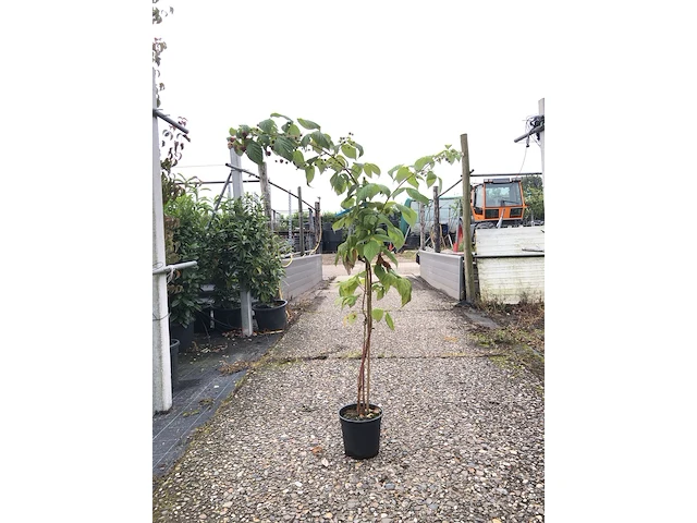 9x framboos rubus 'héritage', fruistruik, vruchtdragend, ca. 100-150 cm hoog - afbeelding 1 van  2