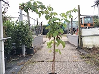 9x framboos rubus 'héritage', fruistruik, vruchtdragend, ca. 100-150 cm hoog - afbeelding 1 van  2