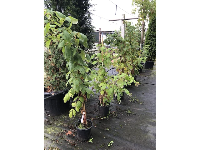 9x framboos rubus 'héritage', fruistruik, vruchtdragend, ca. 100-150 cm hoog - afbeelding 2 van  2