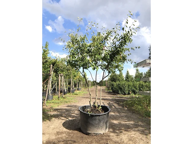 9x krentenboompje amelanchier lamarckii, meerstammig, witte bloesem, ca. 2-3 m hoog - afbeelding 1 van  10
