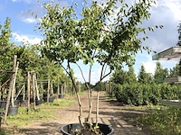 9x krentenboompje amelanchier lamarckii, meerstammig, witte bloesem, ca. 2-3 m hoog - afbeelding 1 van  10