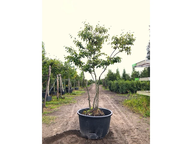 9x krentenboompje amelanchier lamarckii, meerstammig, witte bloesem, ca. 2-3 m hoog - afbeelding 3 van  10