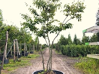 9x krentenboompje amelanchier lamarckii, meerstammig, witte bloesem, ca. 2-3 m hoog - afbeelding 3 van  10