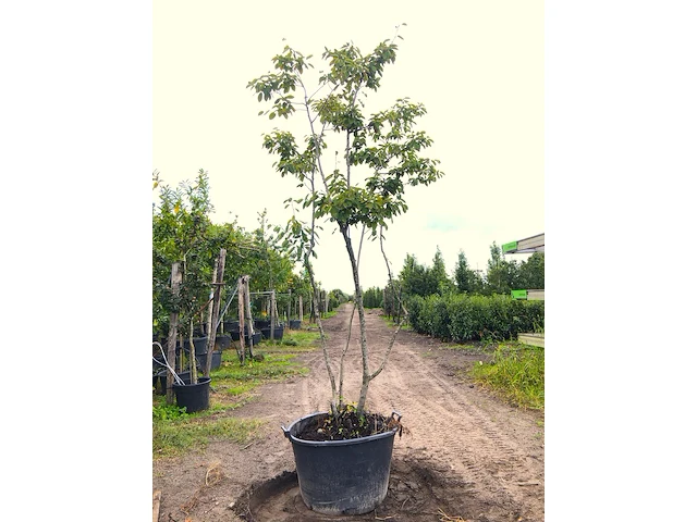 9x krentenboompje amelanchier lamarckii, meerstammig, witte bloesem, ca. 2-3 m hoog - afbeelding 4 van  10