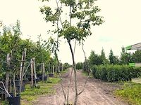 9x krentenboompje amelanchier lamarckii, meerstammig, witte bloesem, ca. 2-3 m hoog - afbeelding 4 van  10