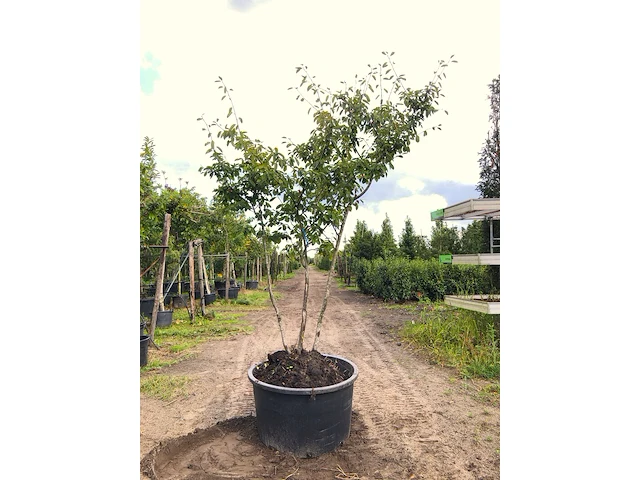 9x krentenboompje amelanchier lamarckii, meerstammig, witte bloesem, ca. 2-3 m hoog - afbeelding 5 van  10