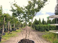 9x krentenboompje amelanchier lamarckii, meerstammig, witte bloesem, ca. 2-3 m hoog - afbeelding 5 van  10