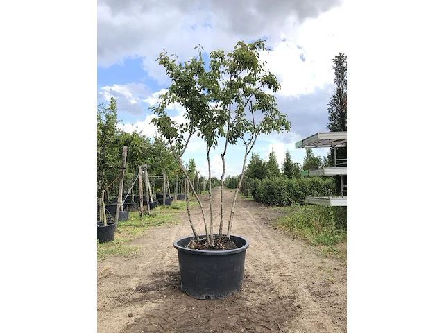 9x krentenboompje amelanchier lamarckii, meerstammig, witte bloesem, ca. 2-3 m hoog - afbeelding 6 van  10