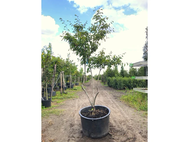 9x krentenboompje amelanchier lamarckii, meerstammig, witte bloesem, ca. 2-3 m hoog - afbeelding 7 van  10