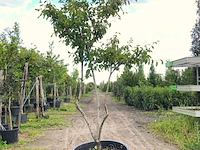 9x krentenboompje amelanchier lamarckii, meerstammig, witte bloesem, ca. 2-3 m hoog - afbeelding 7 van  10