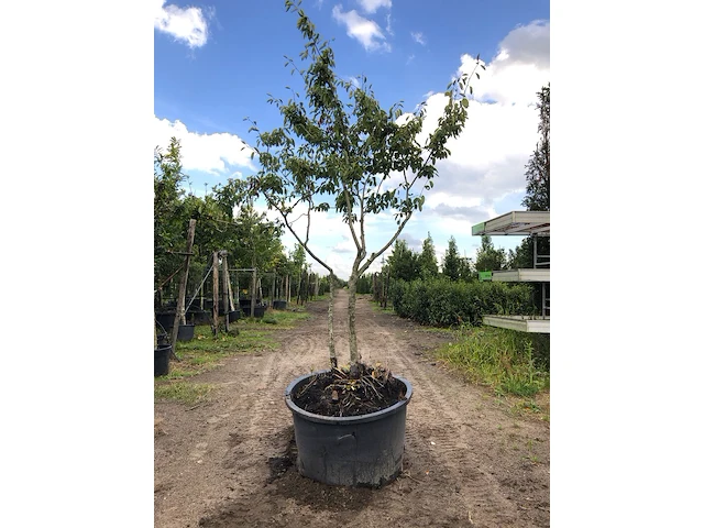 9x krentenboompje amelanchier lamarckii, meerstammig, witte bloesem, ca. 2-3 m hoog - afbeelding 9 van  10