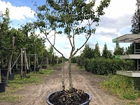 9x krentenboompje amelanchier lamarckii, meerstammig, witte bloesem, ca. 2-3 m hoog - afbeelding 9 van  10