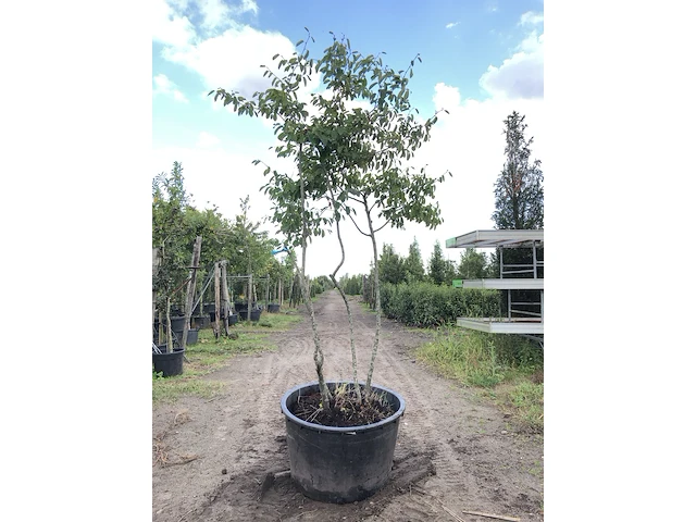 9x krentenboompje amelanchier lamarckii, meerstammig, witte bloesem, ca. 2-3 m hoog - afbeelding 10 van  10