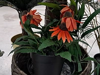 9x kunstplanten en bomen - afbeelding 4 van  12