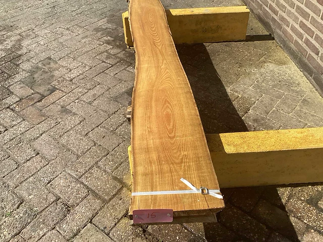 Acacia robinia (2x) - afbeelding 7 van  7