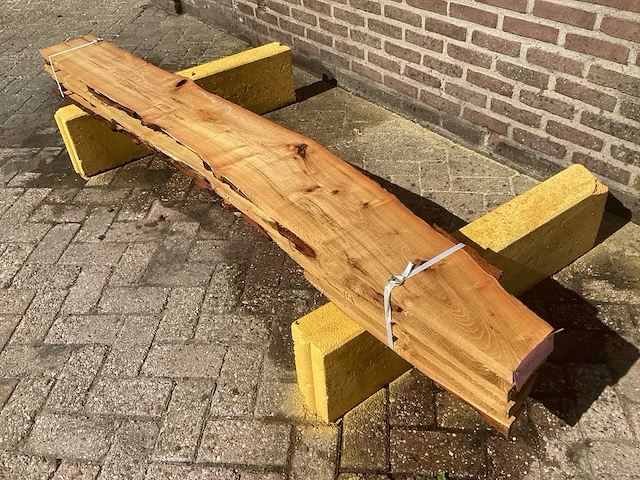 Acacia robinia (4x) - afbeelding 1 van  7