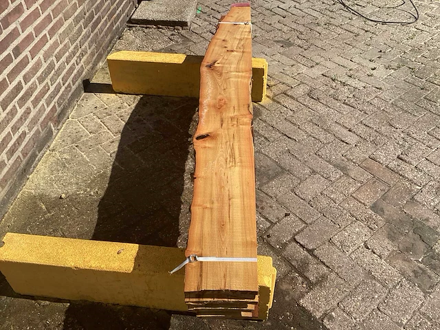 Acacia robinia (4x) - afbeelding 4 van  7