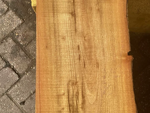 Acacia robinia (4x) - afbeelding 6 van  7