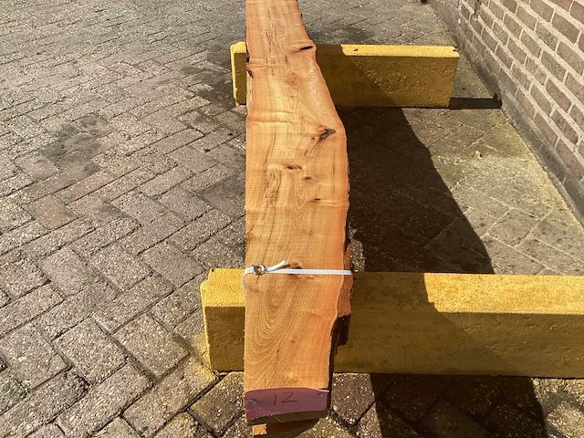 Acacia robinia (4x) - afbeelding 7 van  7
