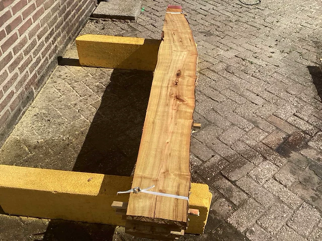 Acacia robinia (4x) - afbeelding 4 van  7