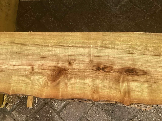 Acacia robinia (4x) - afbeelding 6 van  7