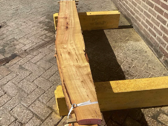 Acacia robinia (4x) - afbeelding 7 van  7