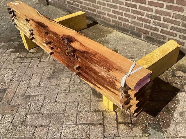 Acacia robinia (6x) - afbeelding 1 van  6
