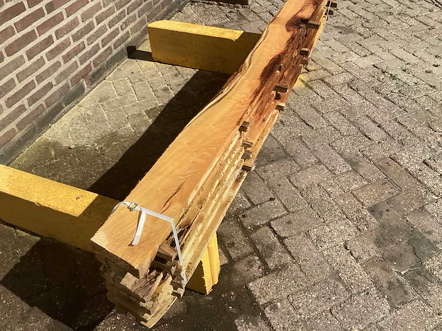 Acacia robinia (6x) - afbeelding 3 van  6