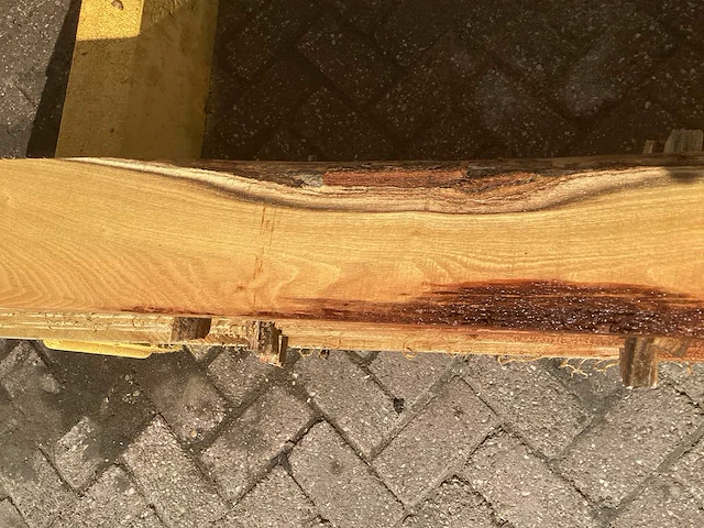 Acacia robinia (6x) - afbeelding 6 van  6