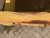 Acacia robinia (6x) - afbeelding 6 van  6