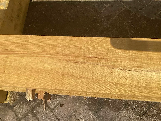 Acacia robinia (6x) - afbeelding 6 van  7