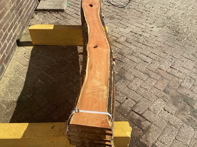 Acacia robinia (7x) - afbeelding 4 van  7