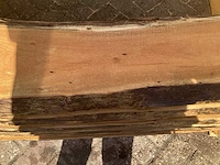 Acacia robinia (7x) - afbeelding 6 van  7