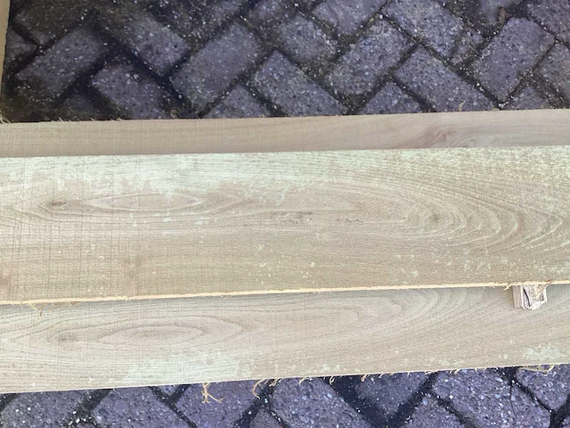 Acacia robinia (7x) - afbeelding 6 van  7